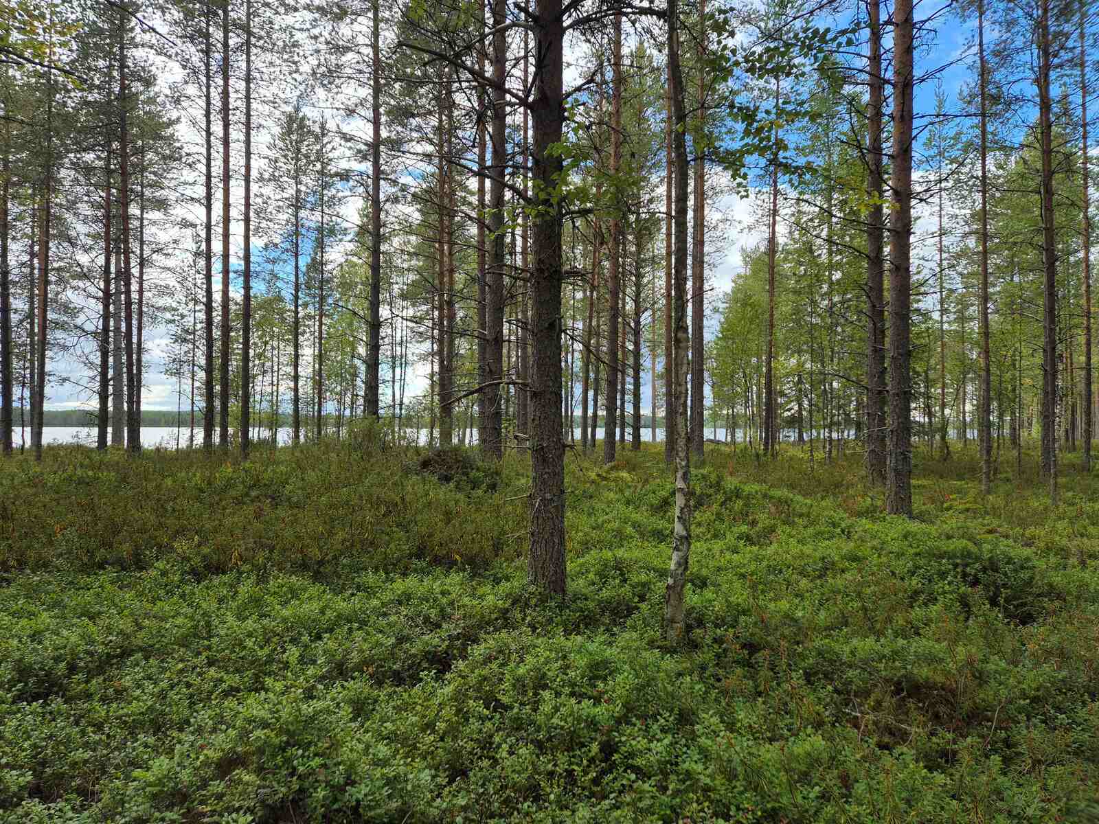 Harvaa mäntyvaltaista metsää, järvi pilkottaa puiden takana.