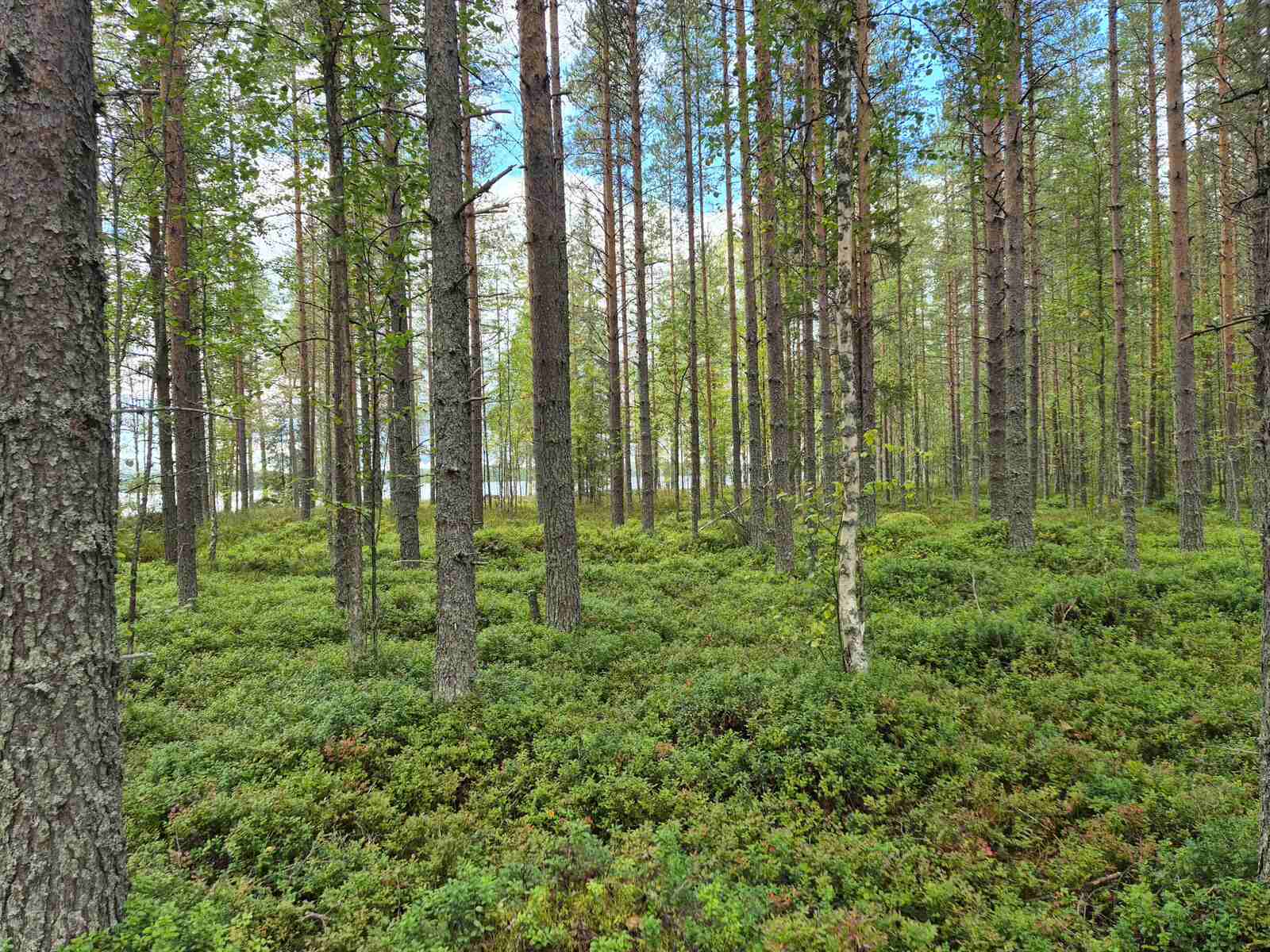 Harvaa mäntyvaltaista metsää, järvi pilkottaa puiden takana.