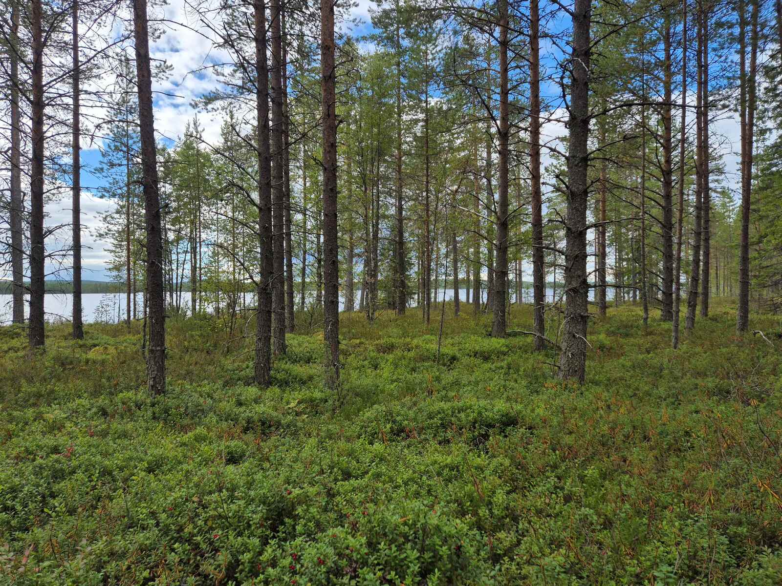 Harvaa mäntyvaltaista metsää, järvi pilkottaa puiden takana.