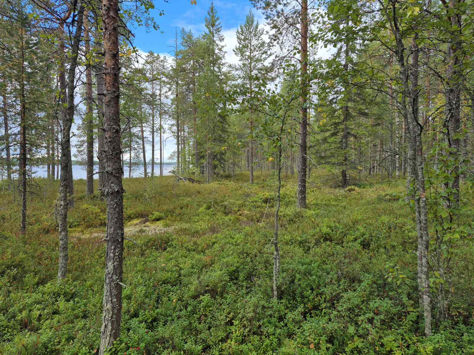 Harvaa mäntyvaltaista metsää, järvi pilkottaa puiden takana.