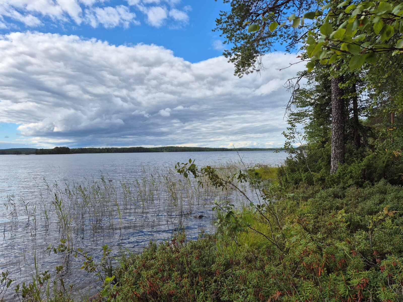 Järvimaisema, rantavedessä kasvaa järviruokoja, rannalla kasvaa puita.