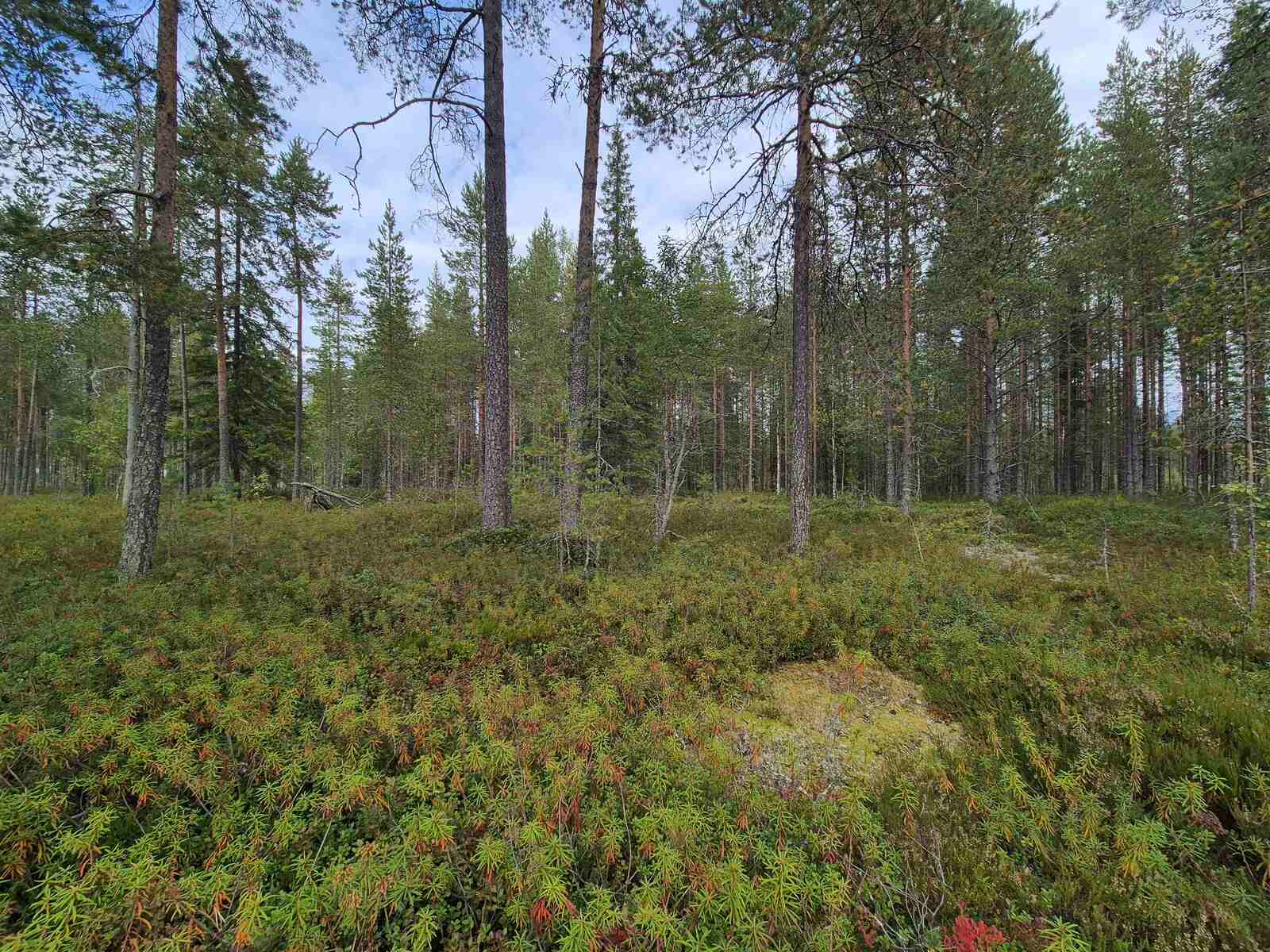 Harvaa mäntymetsää pilvisessä säässä.