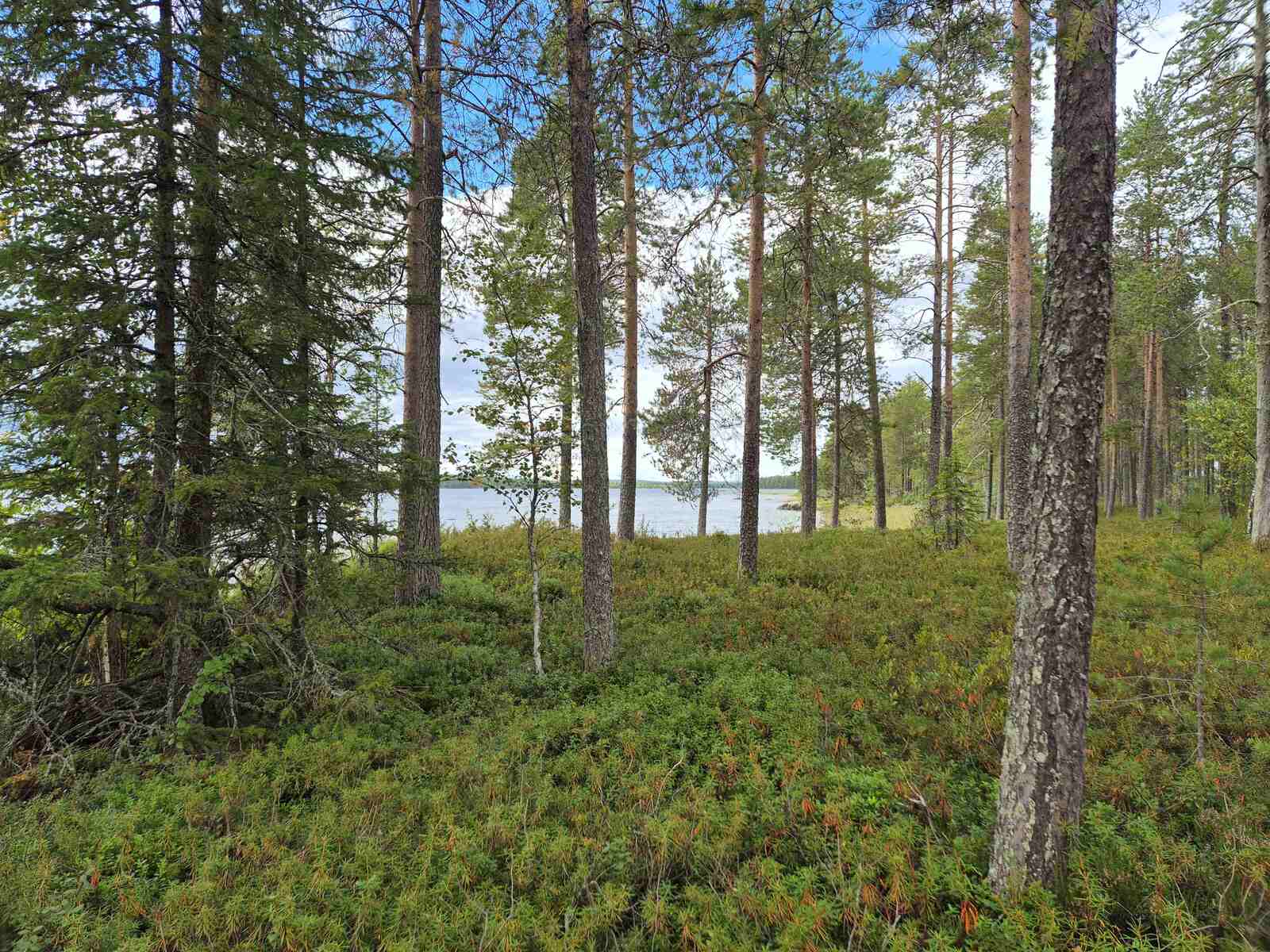 Harvaa mäntyvaltaista metsää, järvi pilkottaa puiden takana.