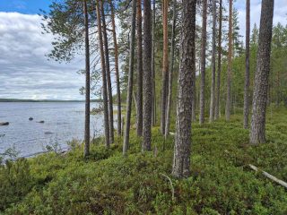 Rannan tuntumassa kasvaa varttuneita mäntyjä, vedestä pilkistää kiviä.