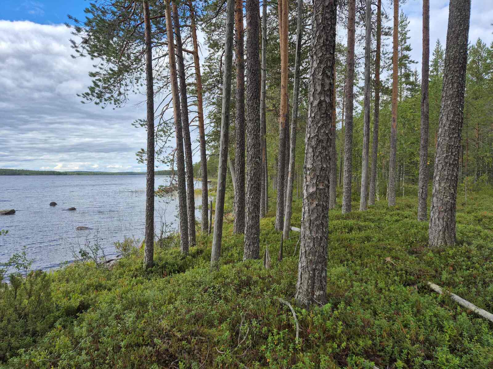Rannan tuntumassa kasvaa varttuneita mäntyjä, vedestä pilkistää kiviä.
