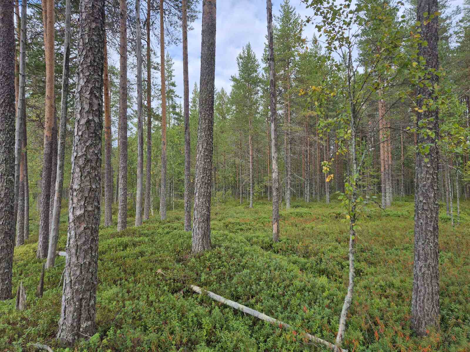 Harvaa mäntymetsää pilvisessä säässä.