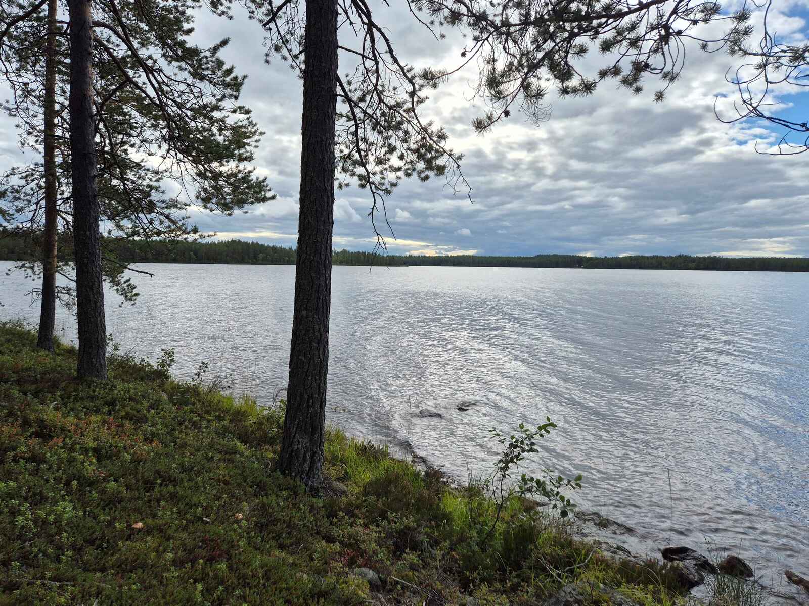 Maisema järvelle pilvisenä päivänä, muutama mänty kasvaa rannalla, rantavedessä on kiviä.
