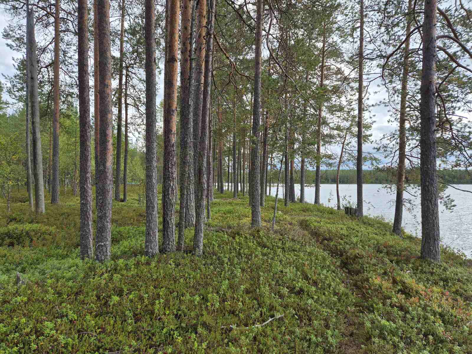 Rannan tuntumassa männikössä kulkee polku varpujen keskellä.