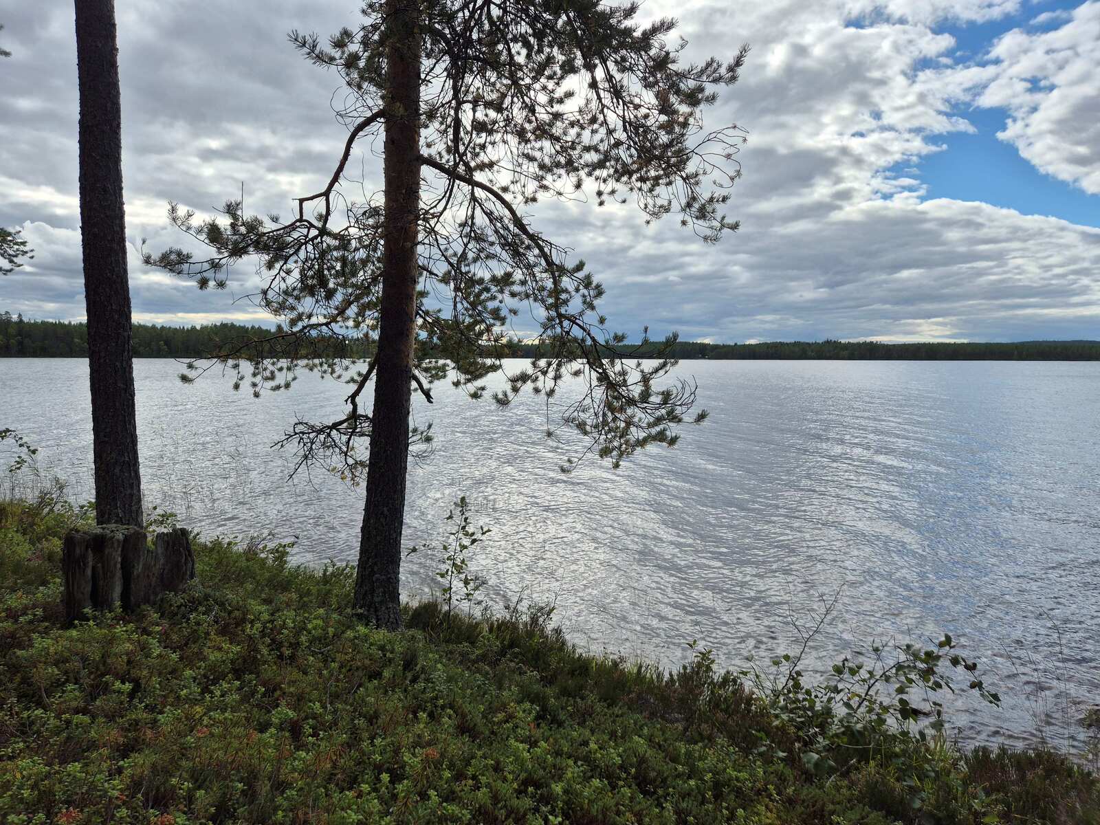 Maisema järvelle pilvisenä päivänä, muutama mänty kasvaa rannalla.