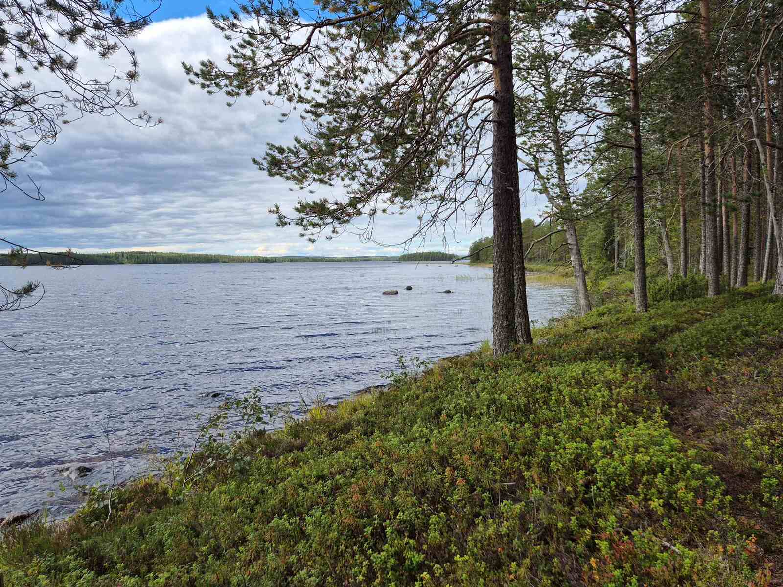 Maisema järvelle pilvisenä päivänä, mäntyjä kasvaa rannalla, rantavedessä on kiviä.