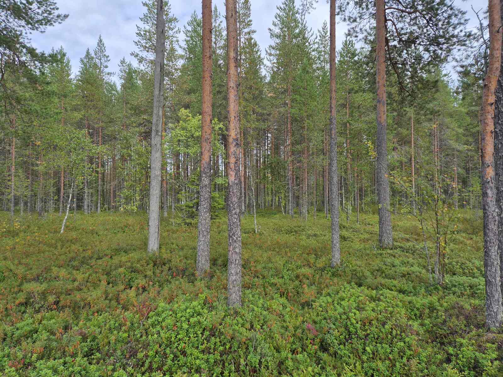 Etualalla harvennettua mäntymetsää, taka-alalla nuorempaa ja tiheämpää mäntymetsää.