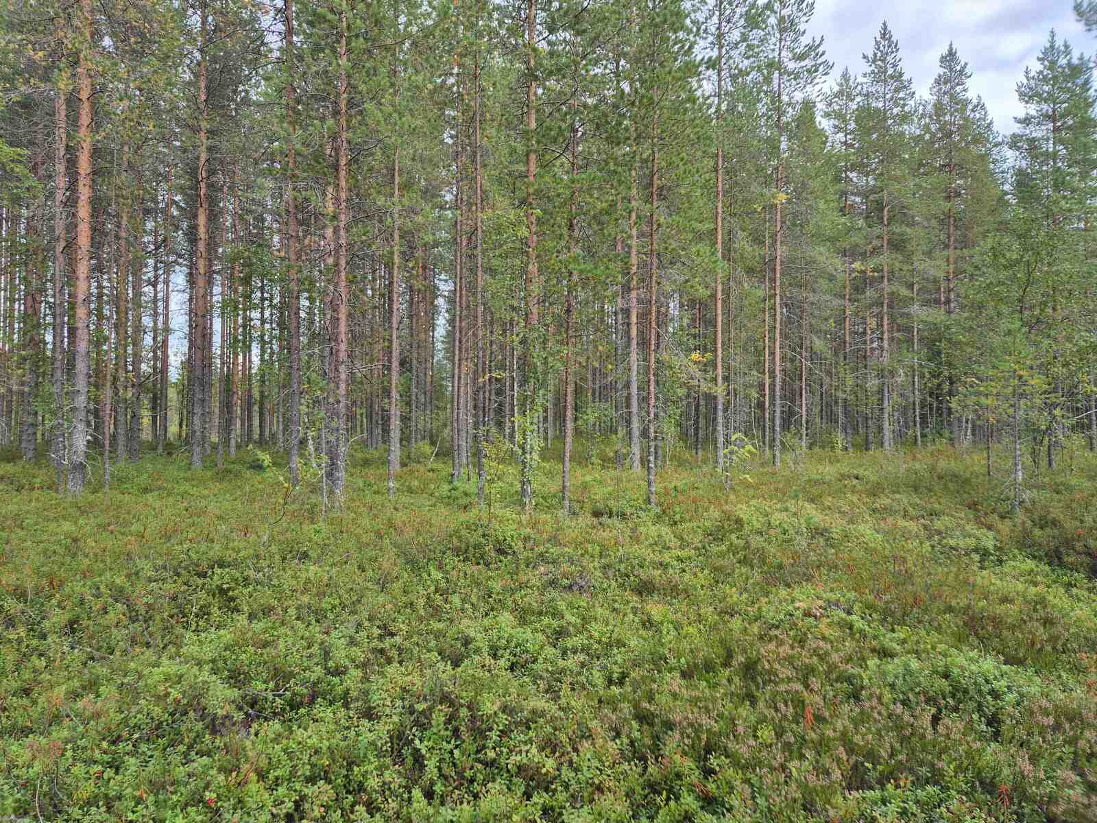 Maassa kasvaa kunttaa, kauempana on nuorempaa ja tiheämpää mäntymetsää.