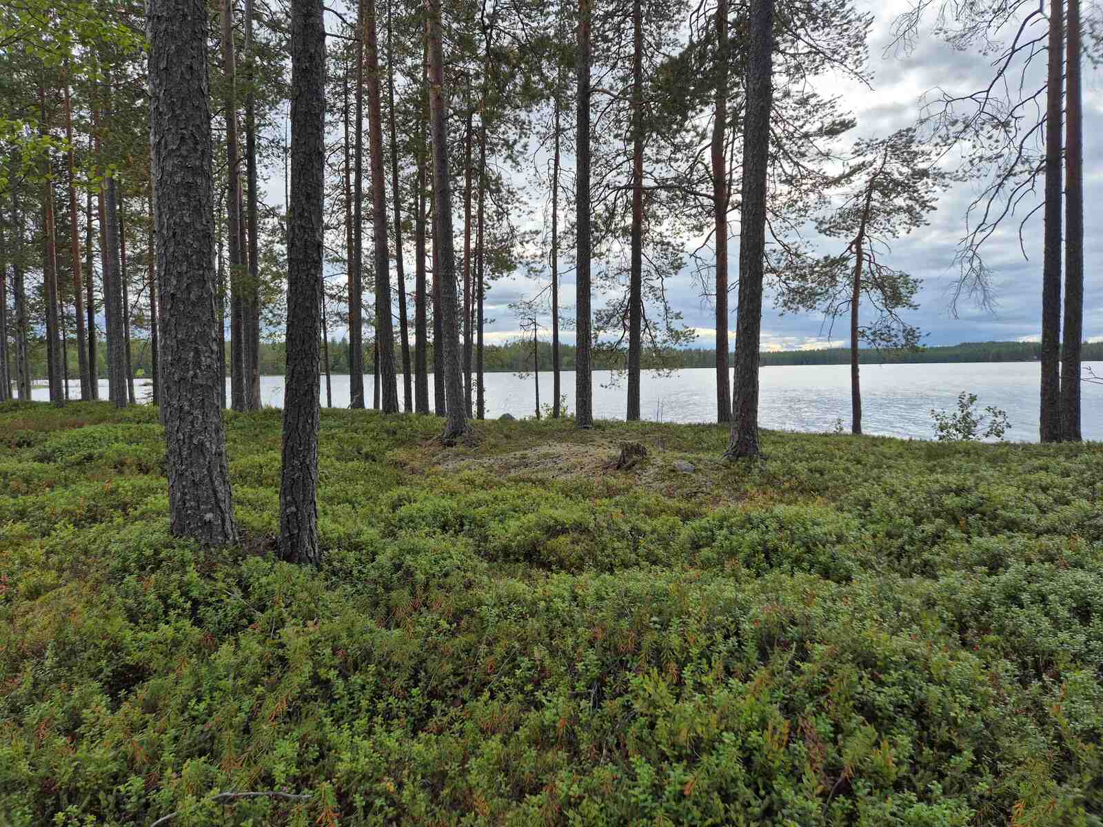 Rannan hyvin harvaa mäntymetsää, maassa on kunttaa.