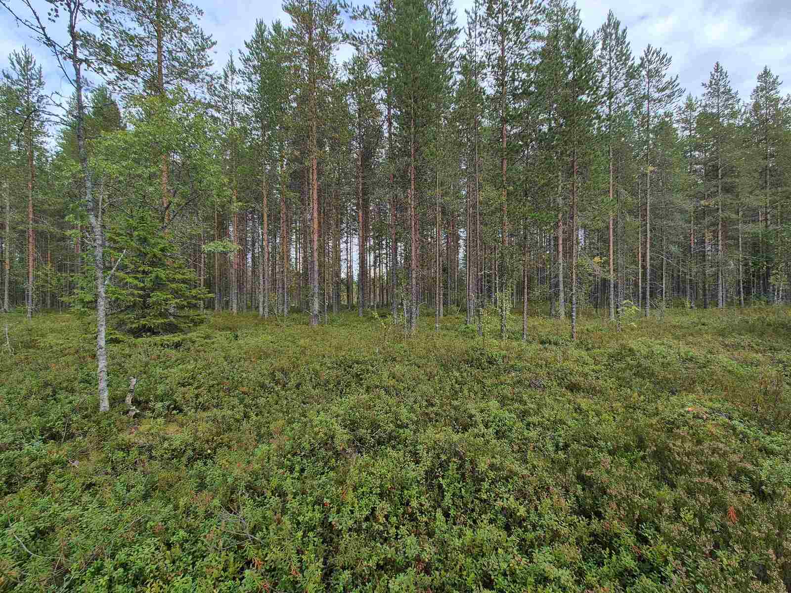 Maassa kasvaa kunttaa, kauempana on nuorempaa ja tiheämpää mäntymetsää.