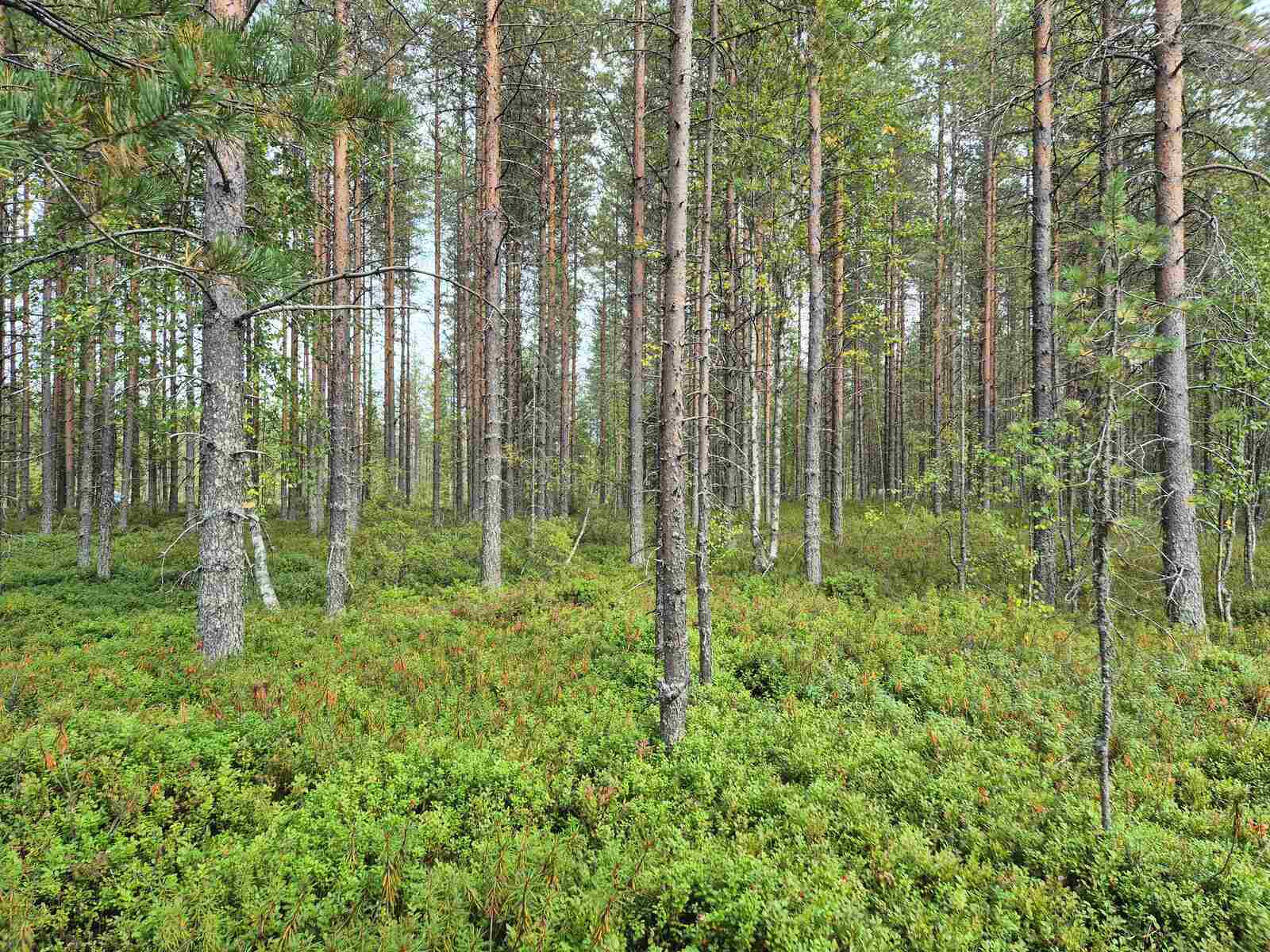 Mäntyvaltaista sekametsää, maassa kasvaa kunttaa.