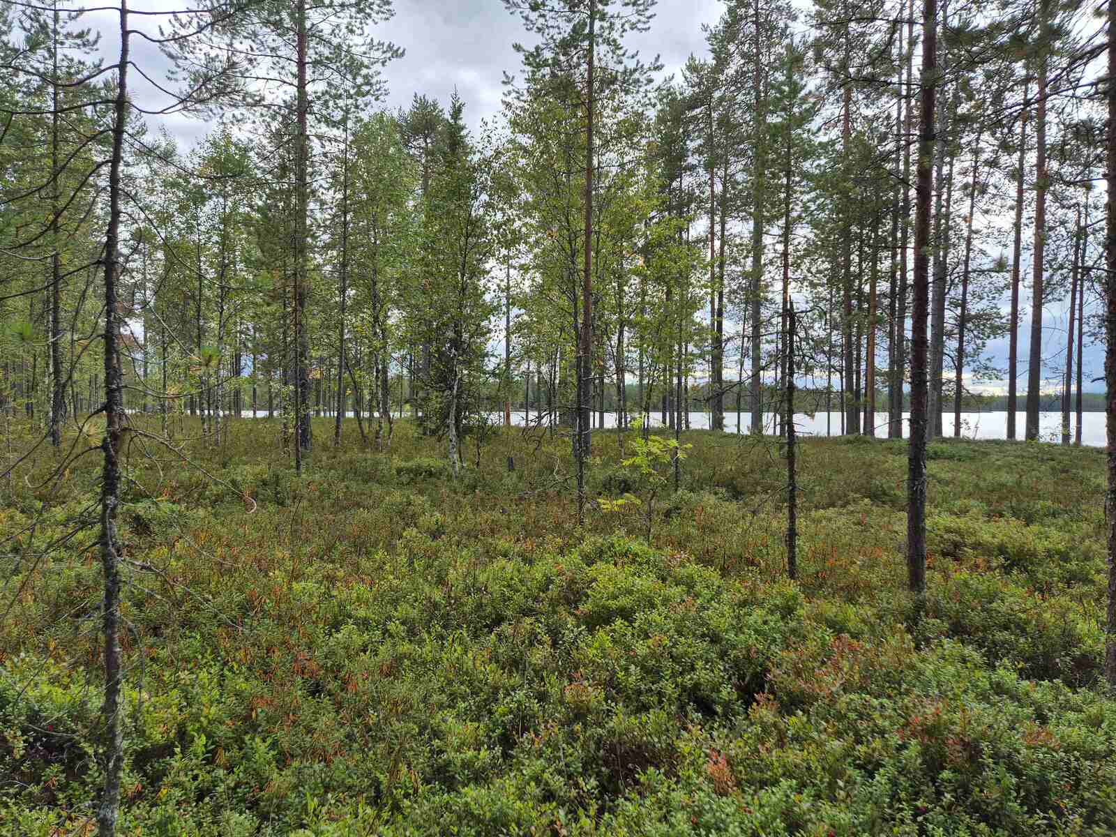 Rannan hyvin harvaa mäntymetsää, maassa on kunttaa.