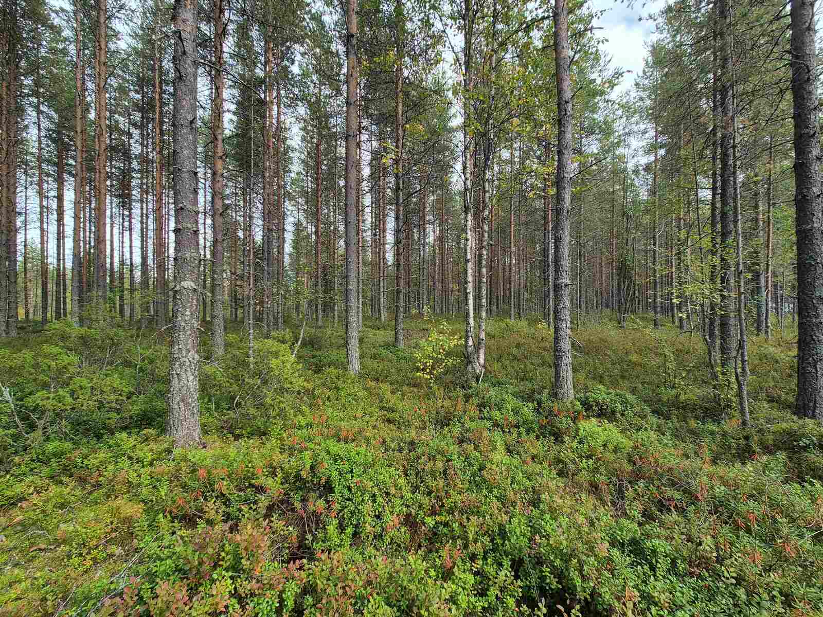 Mäntyvaltaista sekametsää, maassa kasvaa kunttaa.