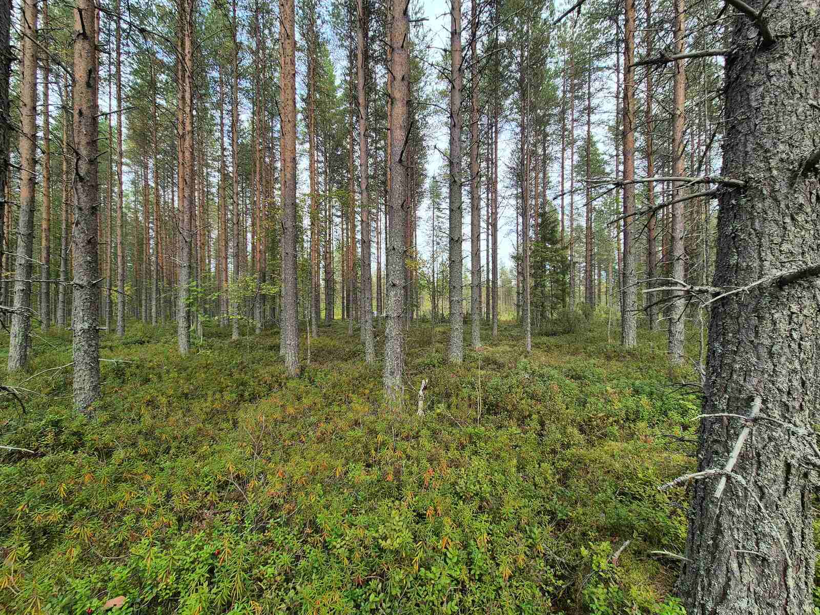 Mäntyvaltaista sekametsää, maassa kasvaa kunttaa.