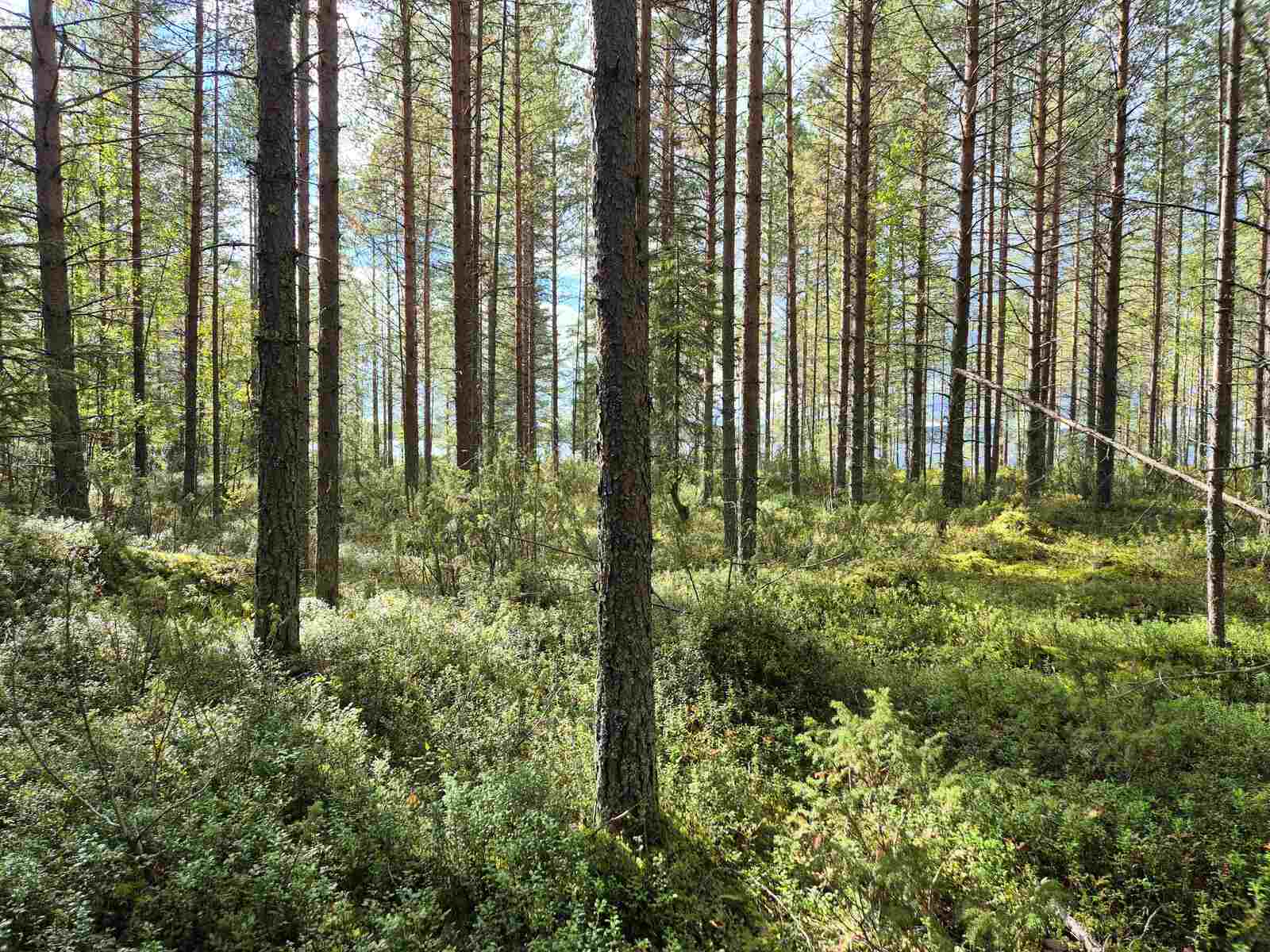 Aurinko paistaa rannan harvennettuun sekametsään.
