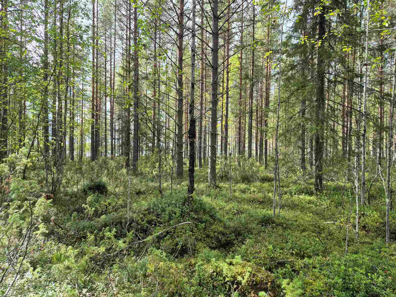 Aurinko paistaa tiheään sekametsään.