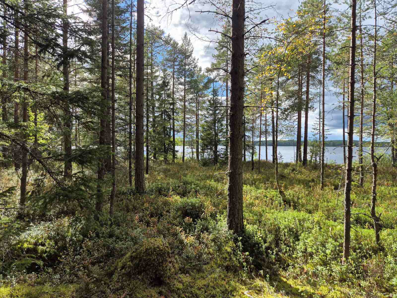 Aurinko paistaa rannan harvennettuun sekametsään.