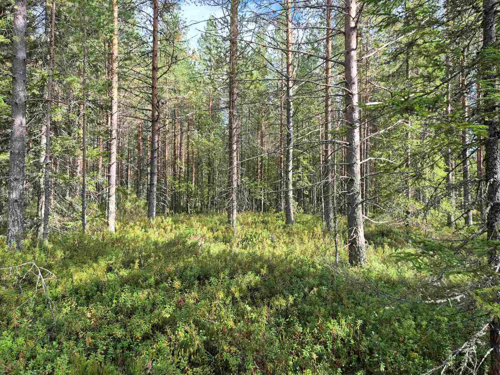 Aurinko paistaa tiheään sekametsään.