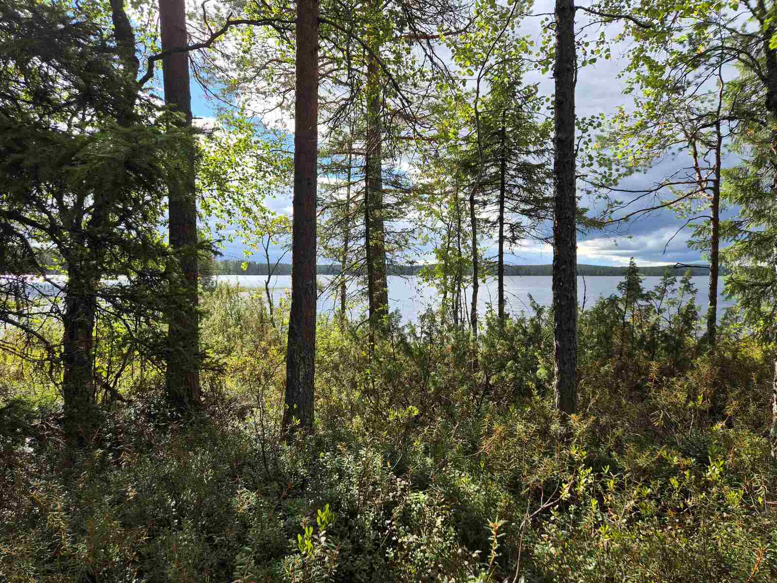 Aurinko paistaa rannan harvennettuun sekametsään, taustalla näkyy järvi.