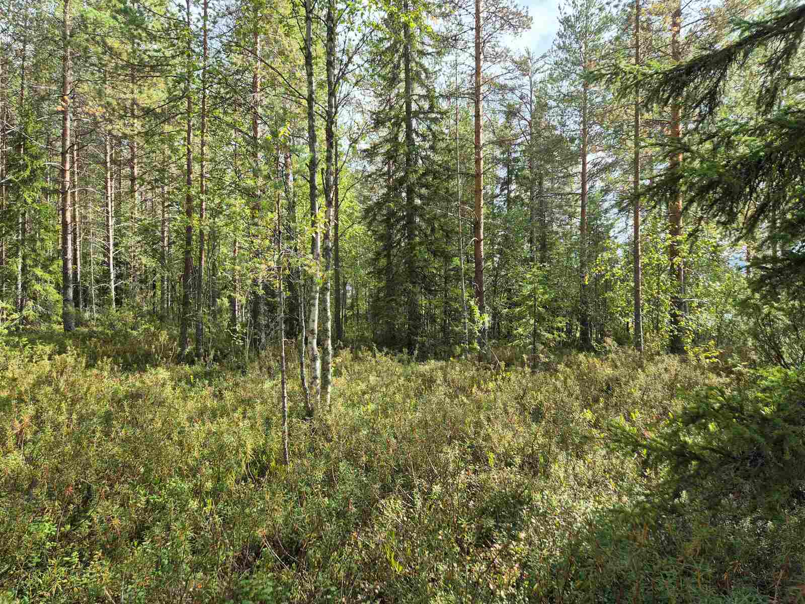 Aurinko paistaa tiheään sekametsään.