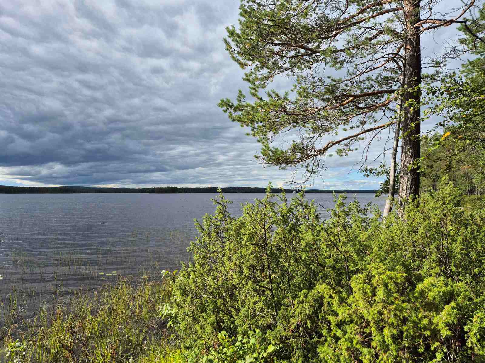 Pilvinen maisema järvelle, rannalla on yksinäinen mänty ja katajia.
