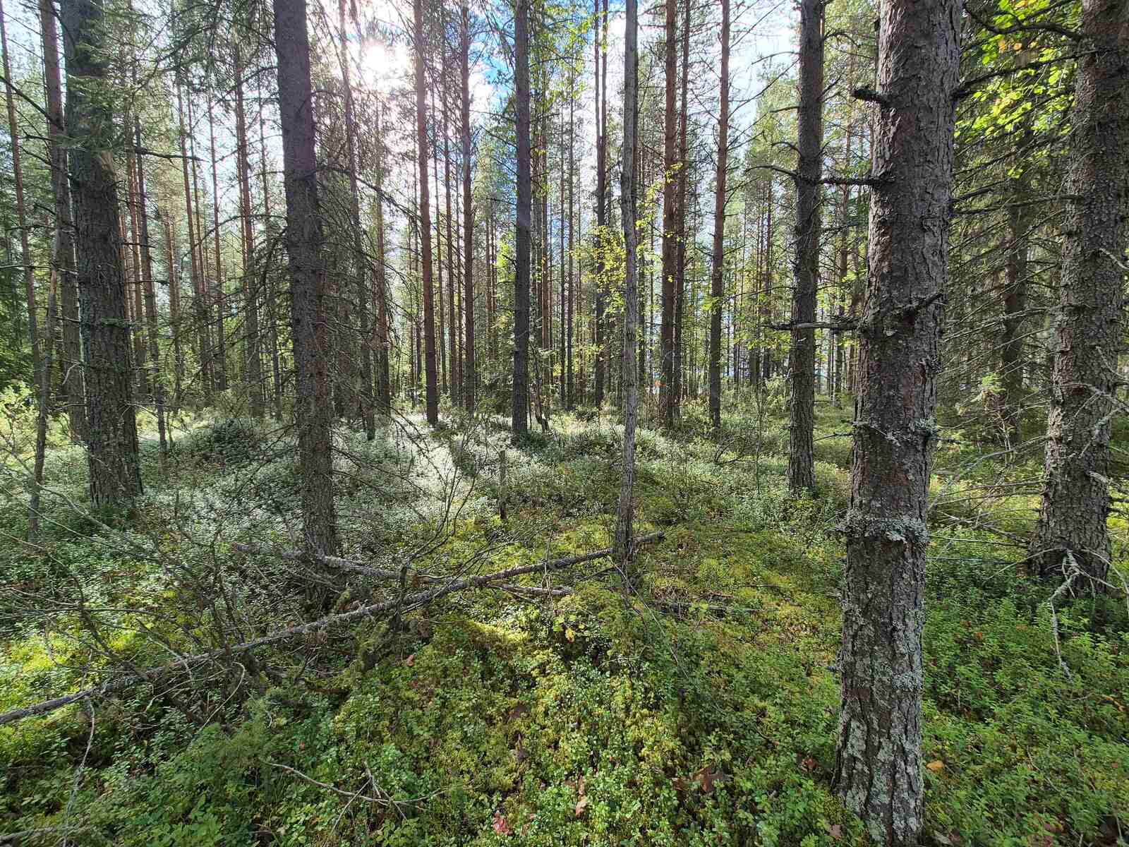 Aurinko paistaa tiheään sekametsään.