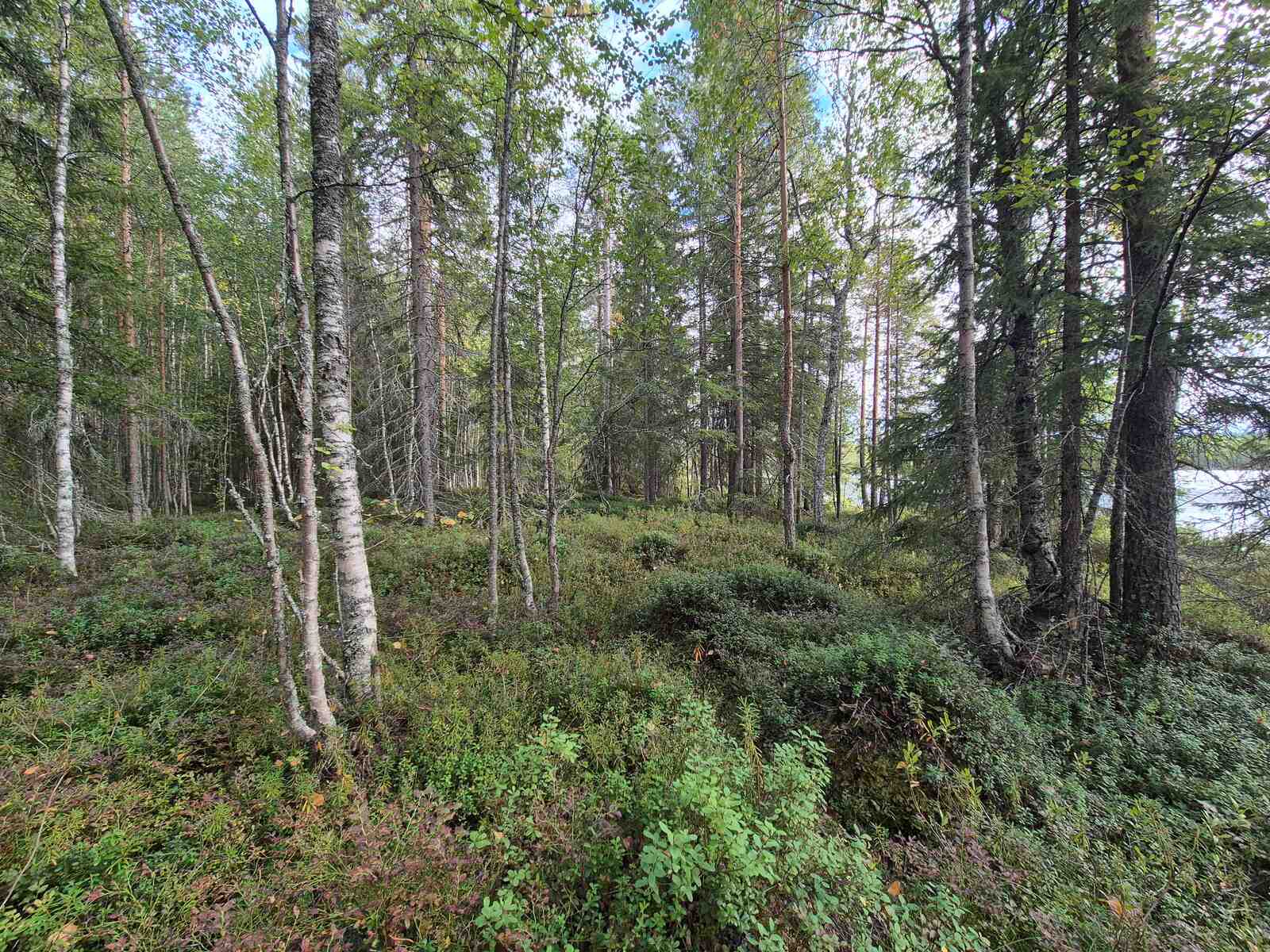 Eri-ikäisiä puita sekametsässä, maassa kasvaa kunttaa.