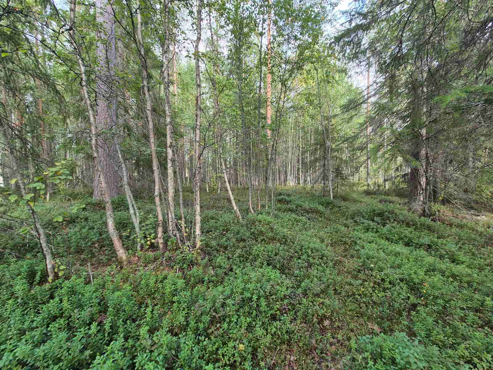 Eri-ikäisiä puita sekametsässä, maassa kasvaa kunttaa.