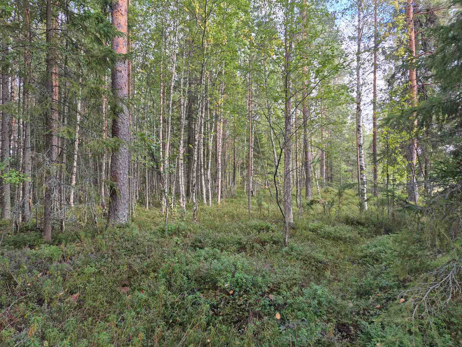 Eri-ikäisiä puita sekametsässä, maassa kasvaa kunttaa.